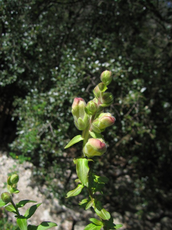 Antirrhinum majus